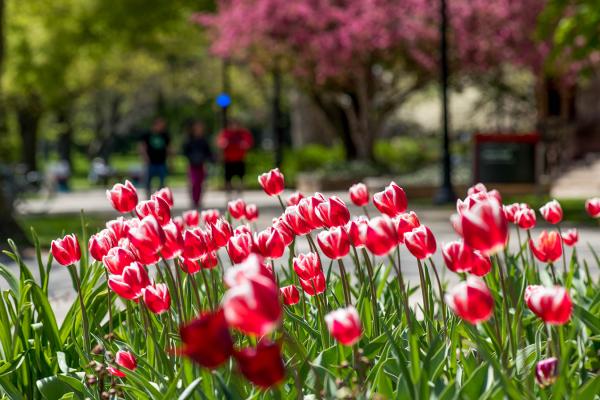 Flowers on campus