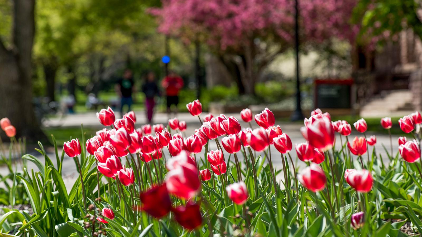 Flowers on campus