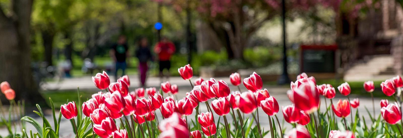 Tulips